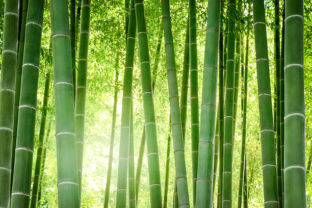 Bamboo Forest Forest Of A Japanese Bamboo Jj S